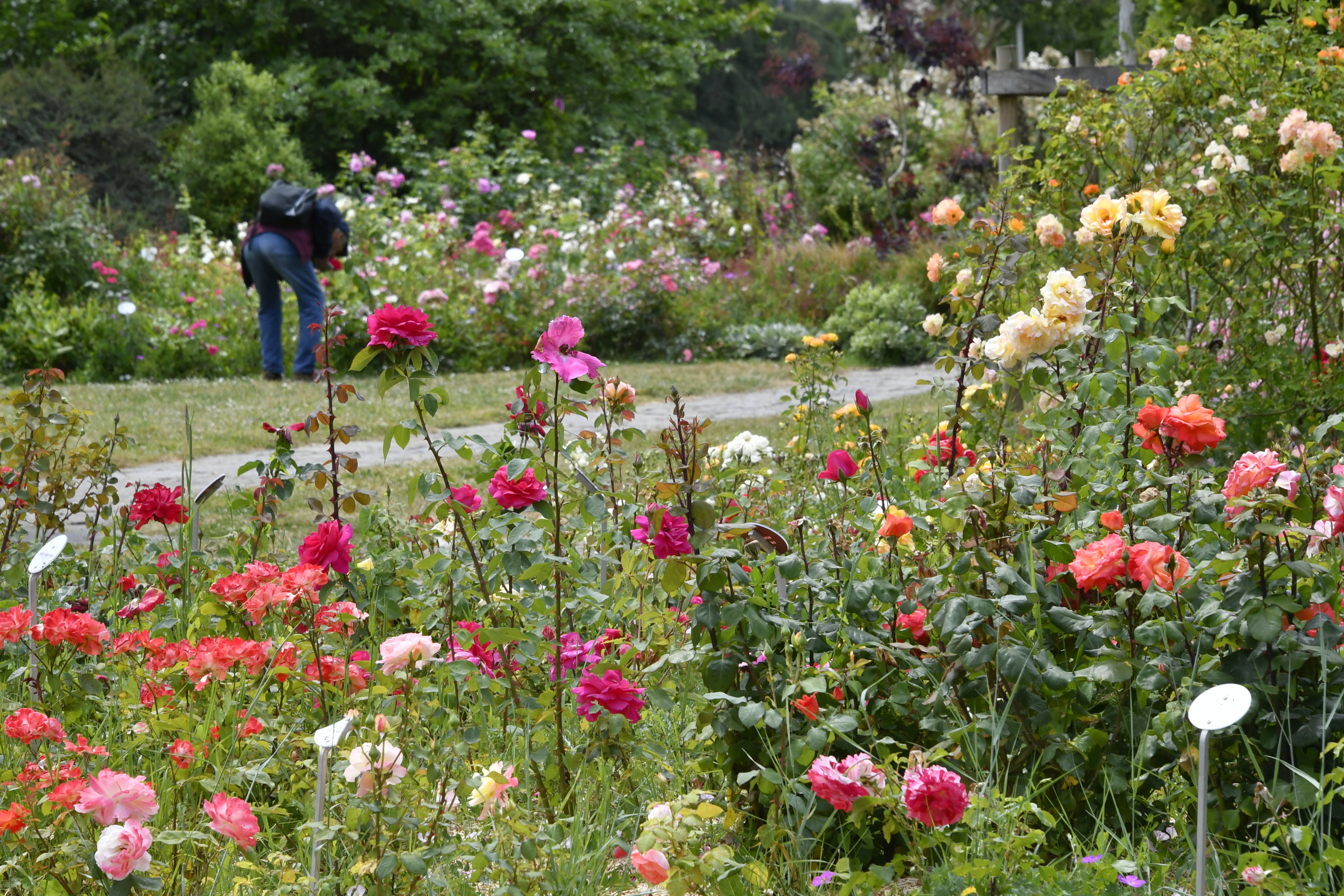 Le Parc Floral de la Beaujoire : la roseraie, ses parfums et son histoire
