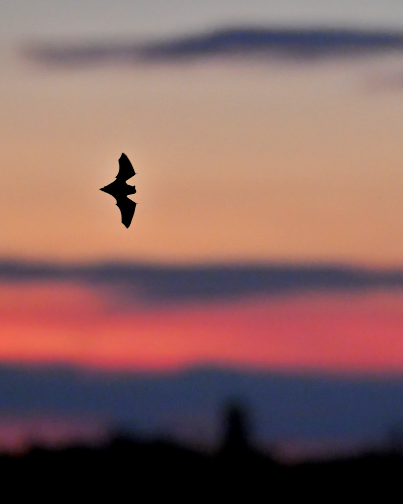 Nuit internationale de la chauve-souris