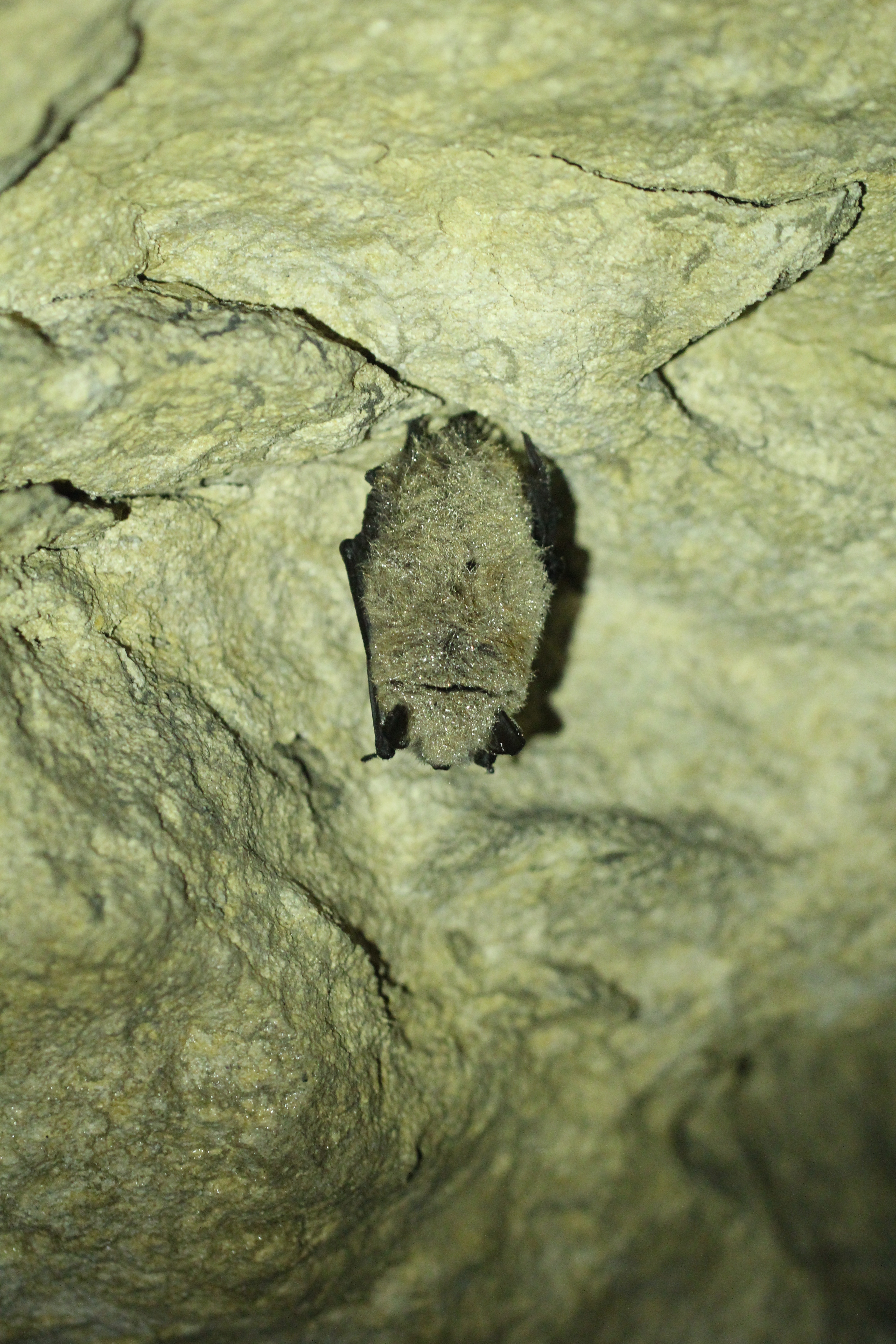 Les chauves-souris en hibernation