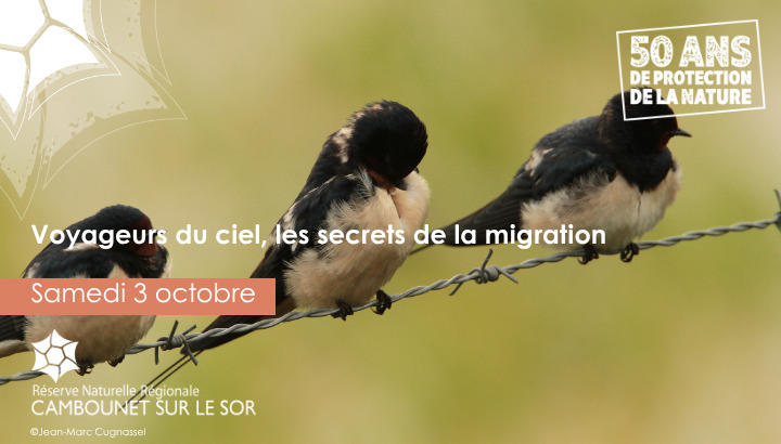 Sky Travelers, the Secrets of Migration