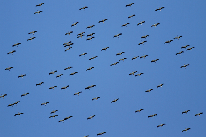 Venez observer les oiseaux lors des Journées européennes de la migration les 30 septembre et 01 octobre de 8h à 16h