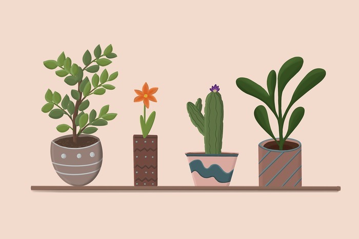 Troc plantes d'intérieur