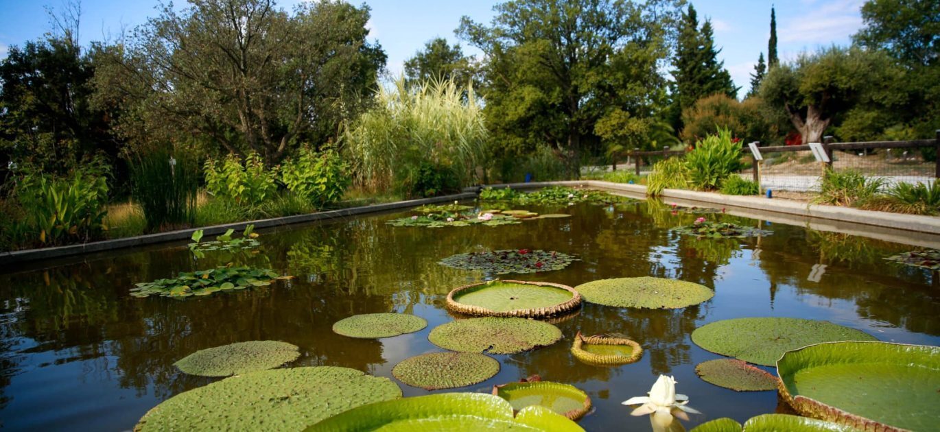 Visite libre de l'arboretum