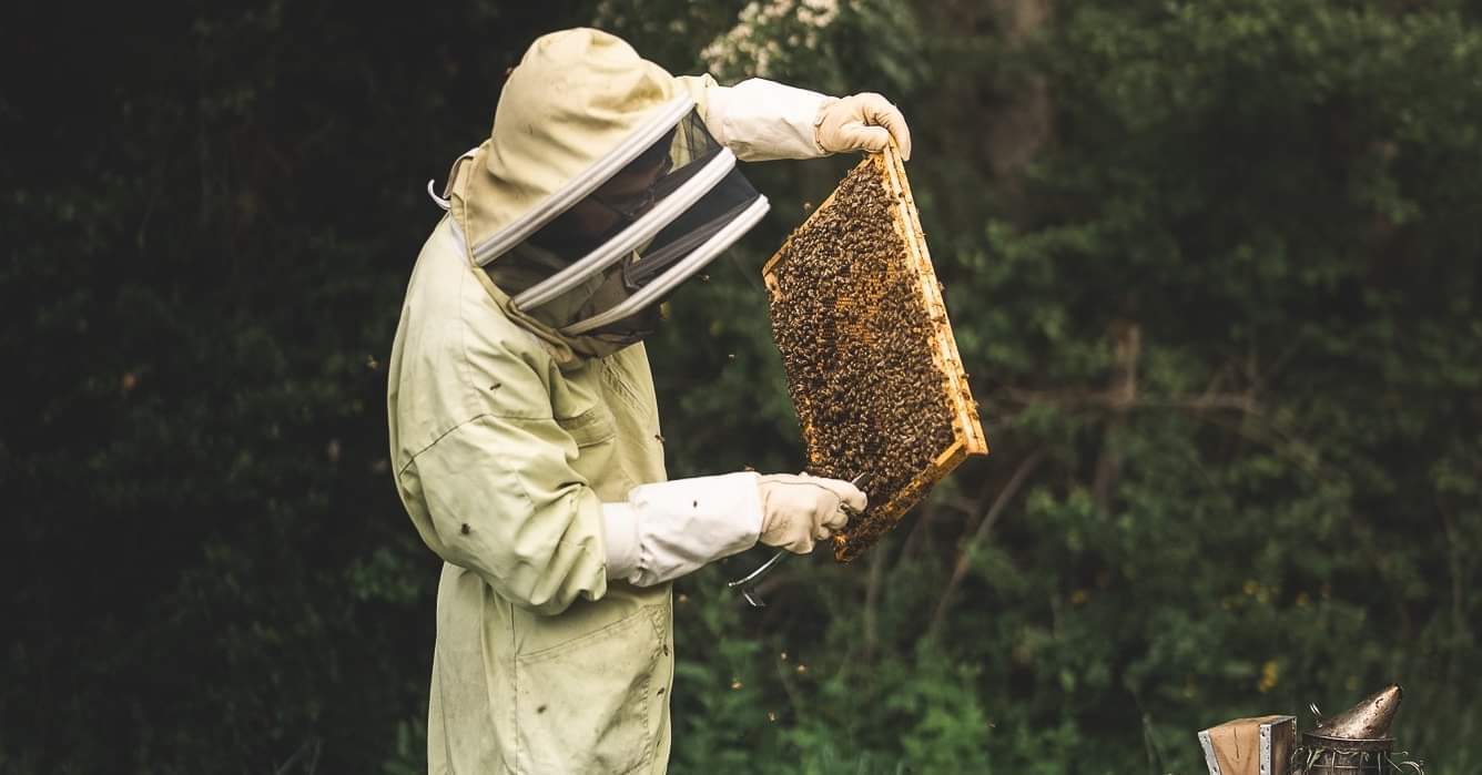Découverte de l'univers des abeilles et de l'apiculture
