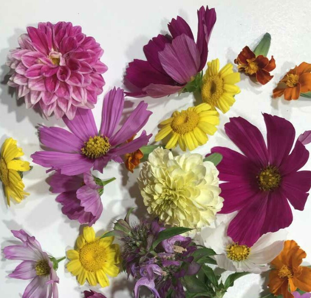 Atelier fleurs comestibles