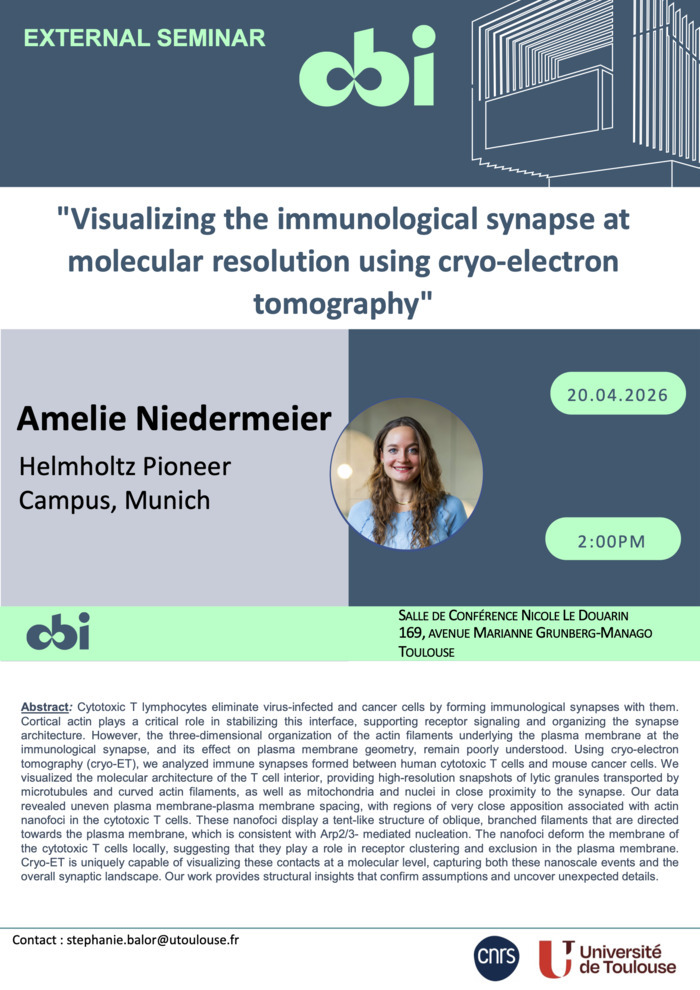 Amelie Niedermeier - Visualizing the immunological synapse at molecular resolution using cryo-electron tomography