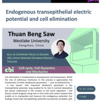 Endogenous transepithelial electric potential and cell elimination