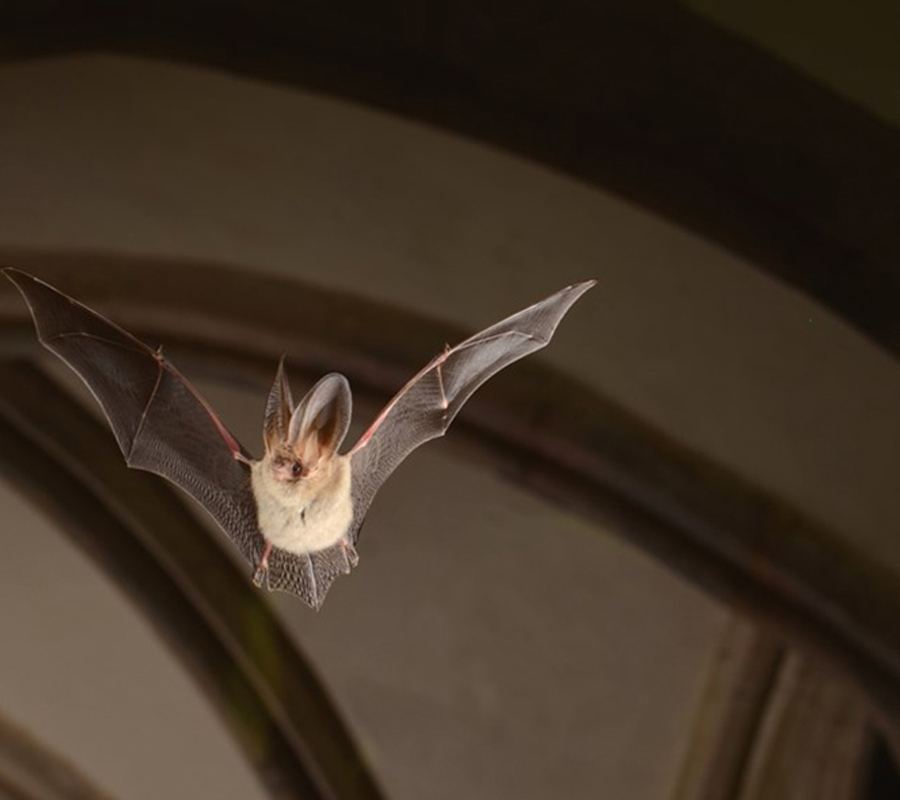 Nuit internationale de la chauve-souris