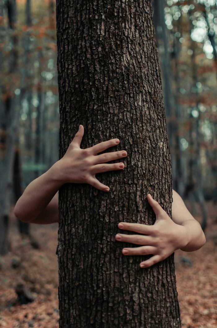 spectacle de théâtre et musique : La forêt danse