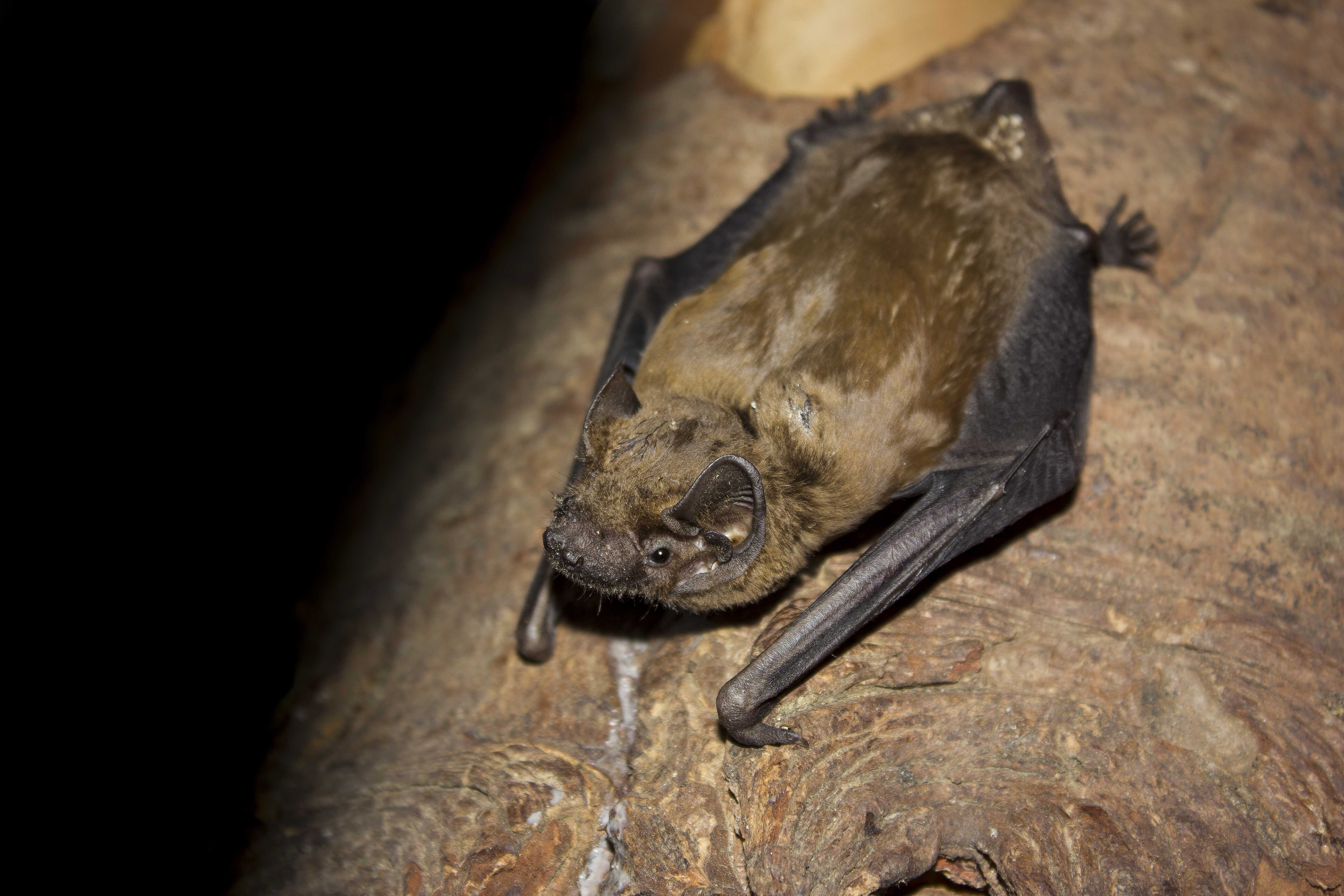Nuit de la chauve-souris