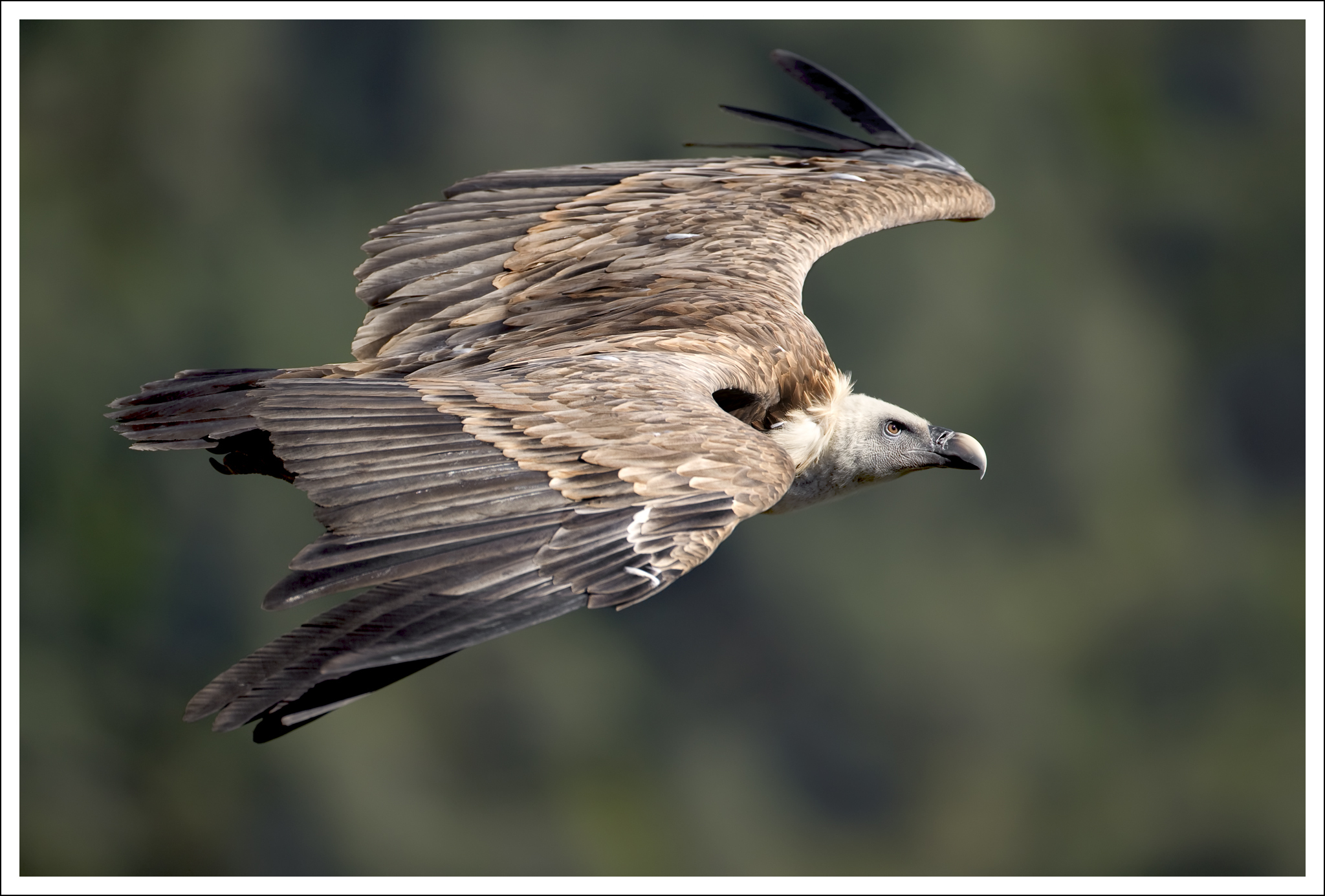 Les ailes des grands Causses