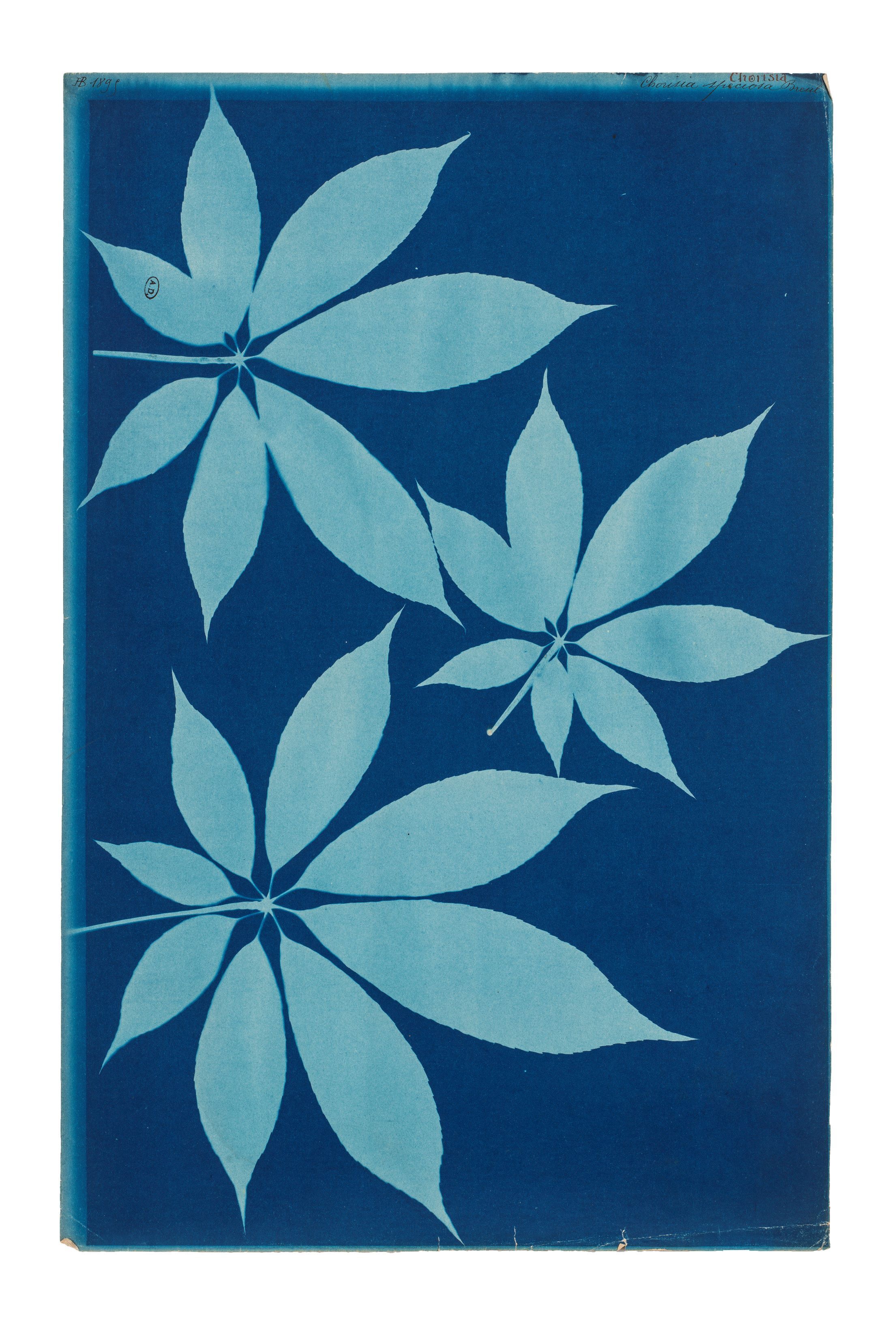 Les cyanotypes botaniques du Musée des Arts Déco de Paris