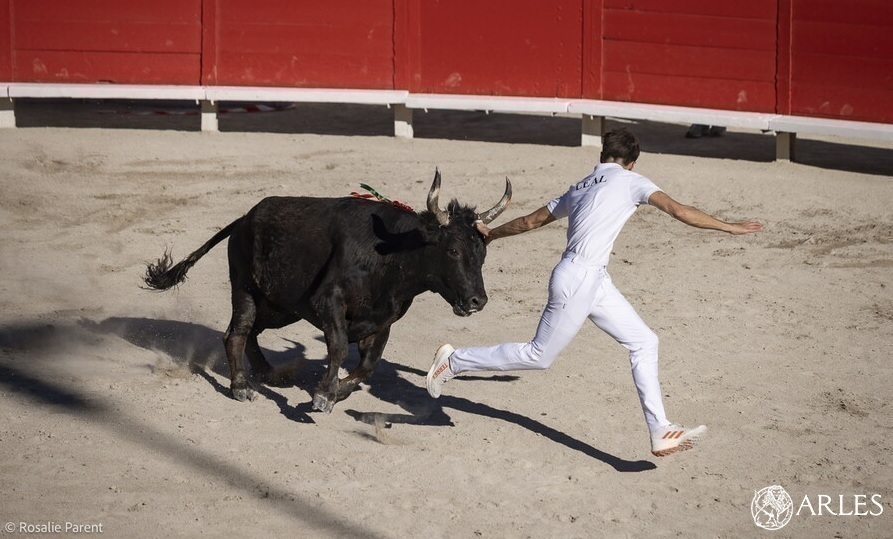 Course camarguaise