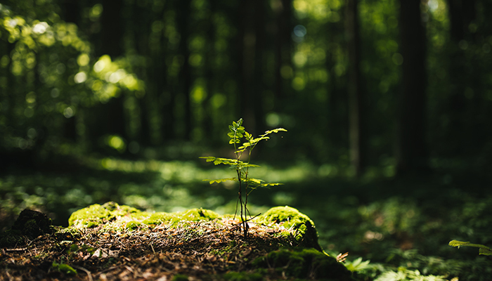 Comprendre les forêts : rôles et équilibres écologiques