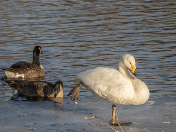 SORTIE A GRAVELINES : ornithologique