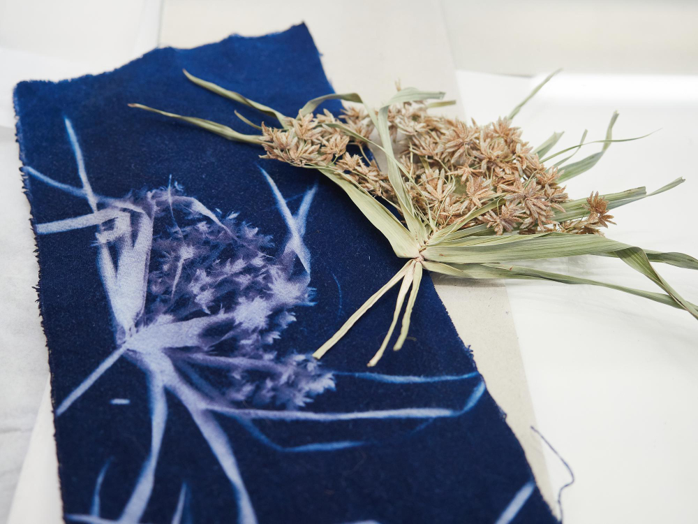 Fabrique de Cyanotype