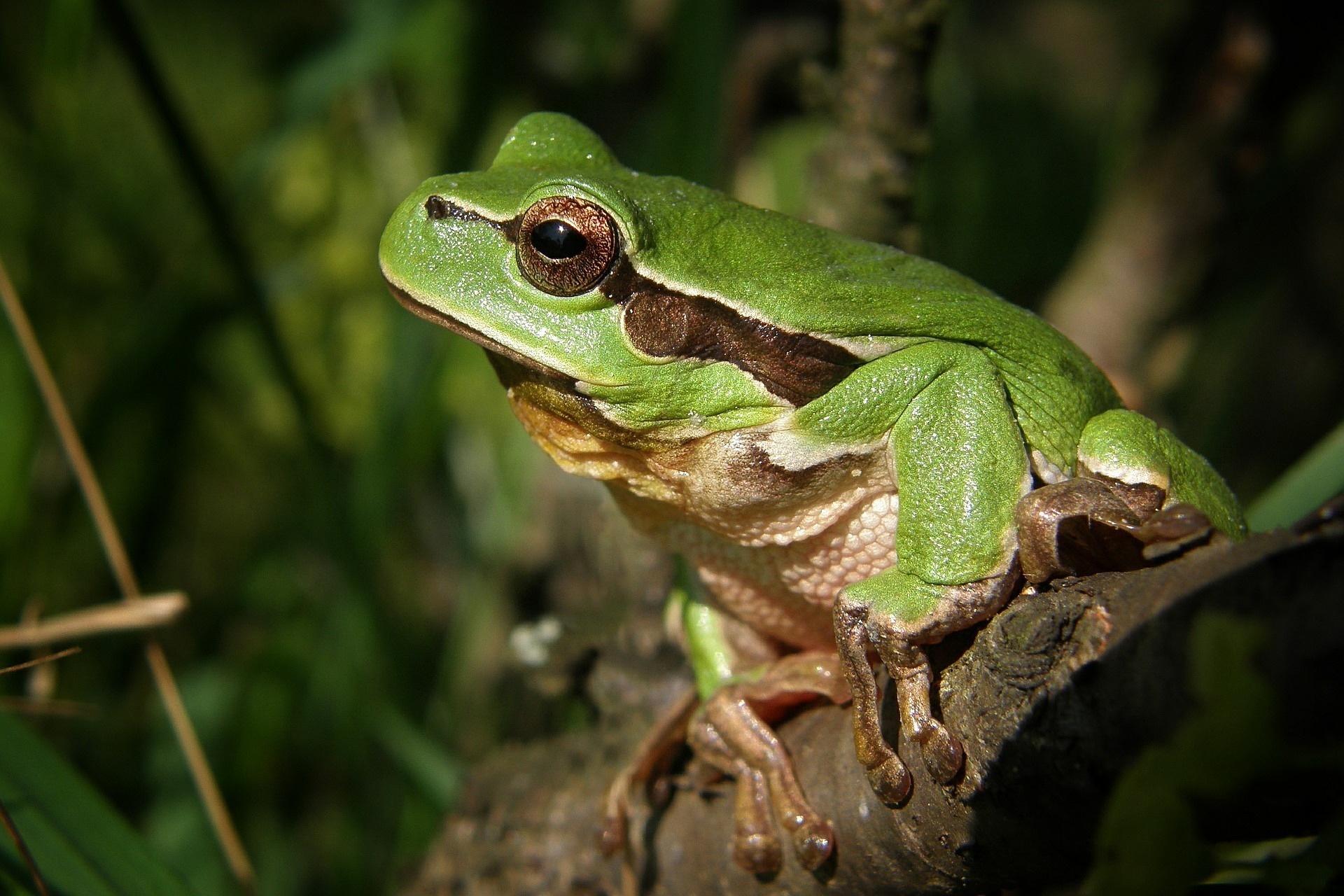 Découverte de la faune aquatique