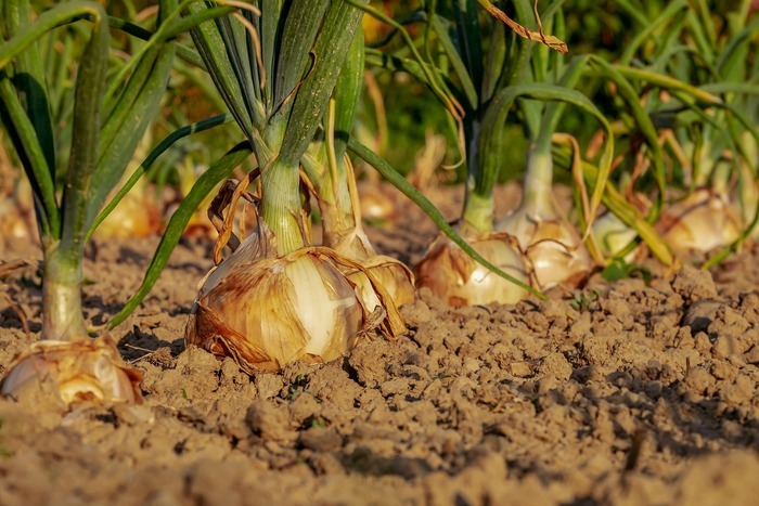 En rang d'oignon pour la plantation !