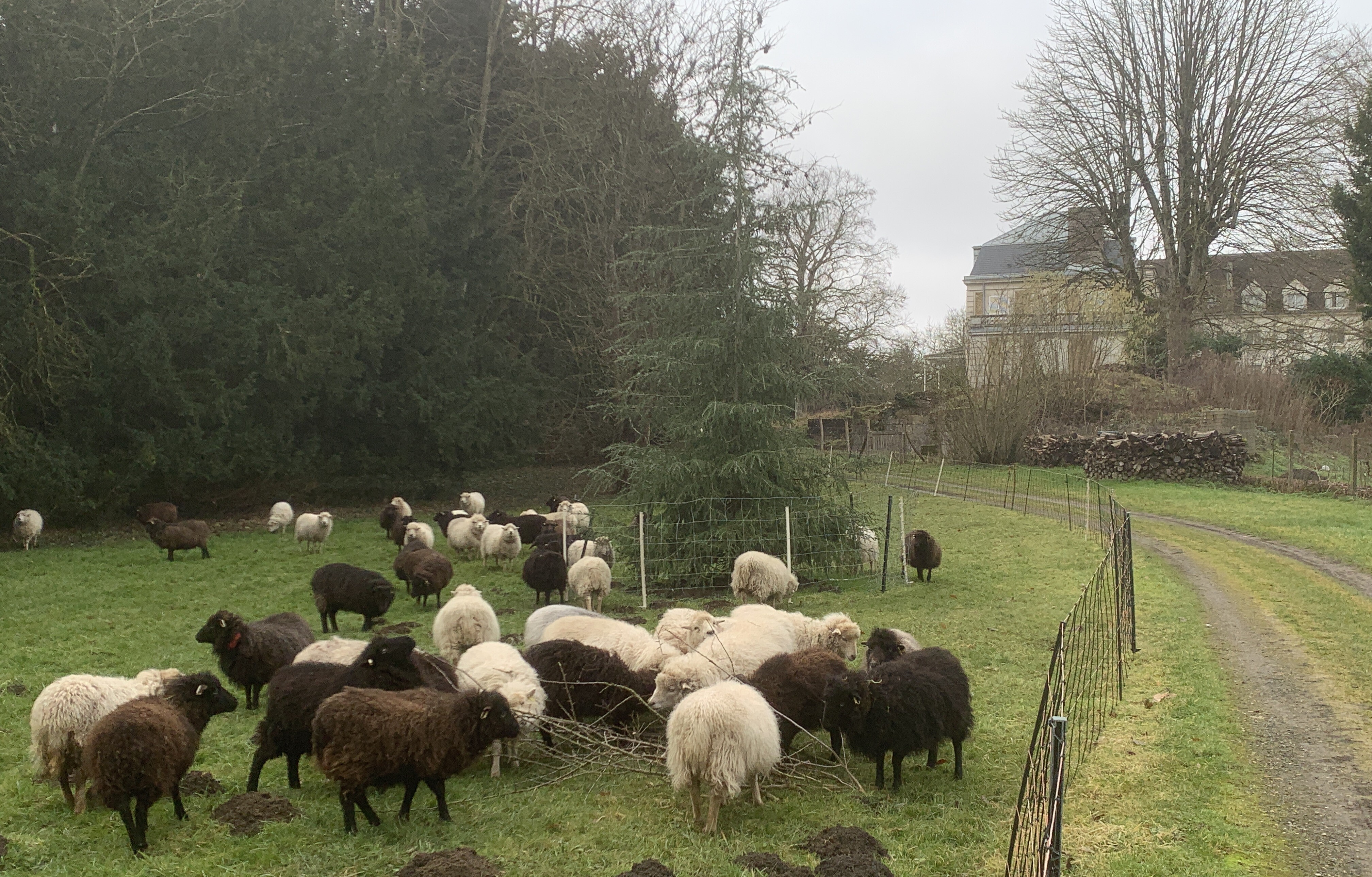 Démonstration de chiens de berger
