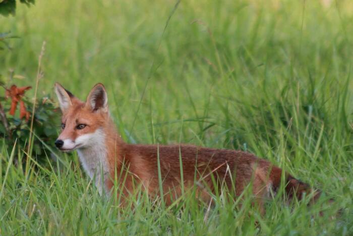 Sortie nature coorganisée par l'Agence des Espaces Verts d'Île de France