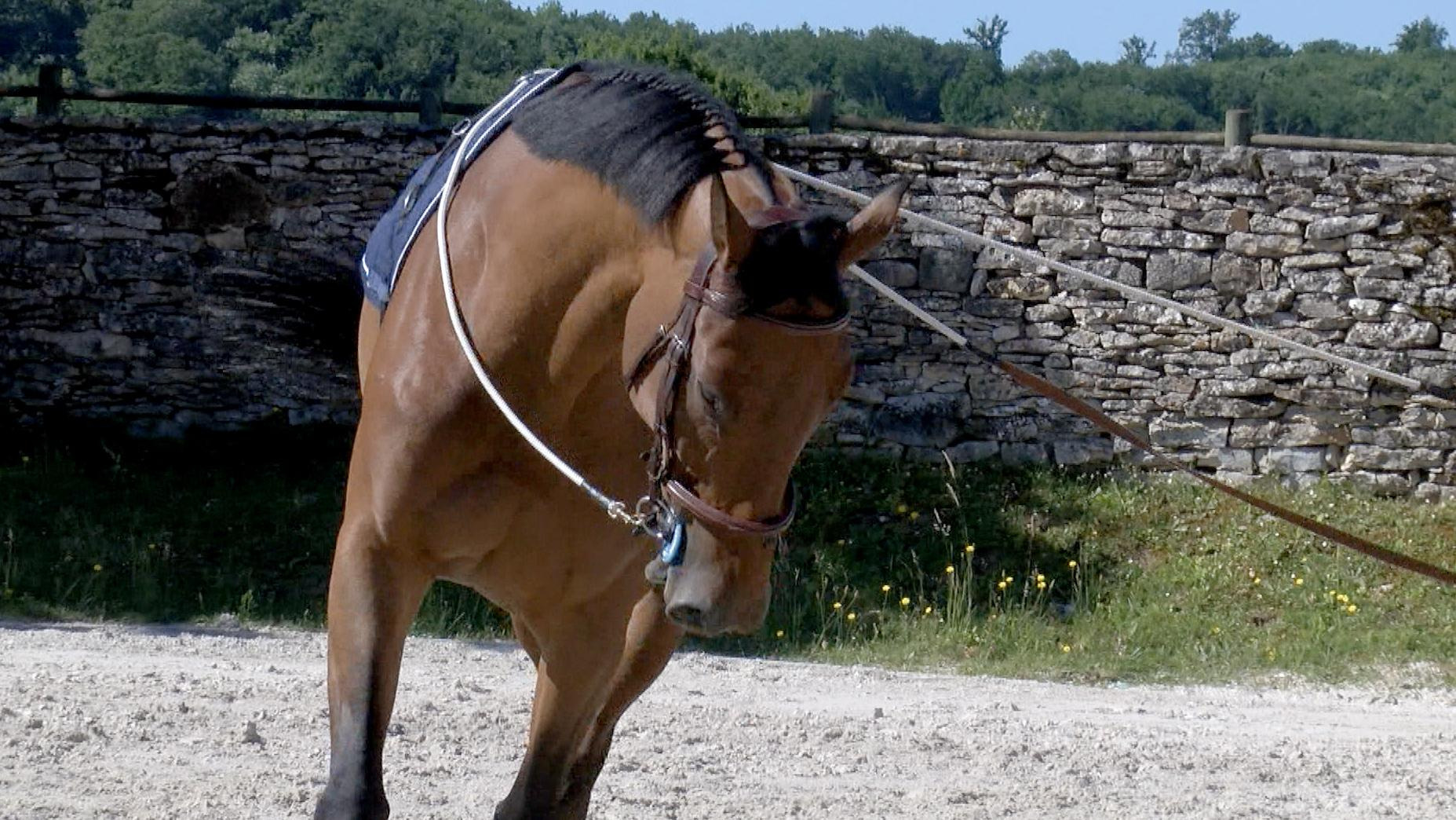 Démonstration de travail à pied aux écuries du littoral
