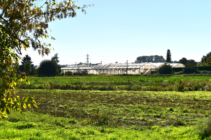 Visite de l'exploitation "Herbajo" (plantes aromatiques, médicinales et fleurs)