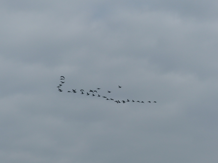 Balade nature "La migration"