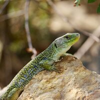 Chasse aux trésors spéciale reptiles