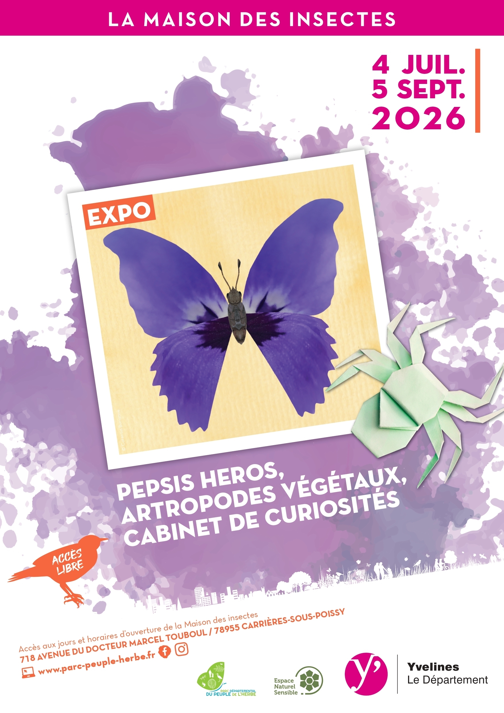 Exposition Pepsis heros, arthropodes végétaux, cabinet de curiosités