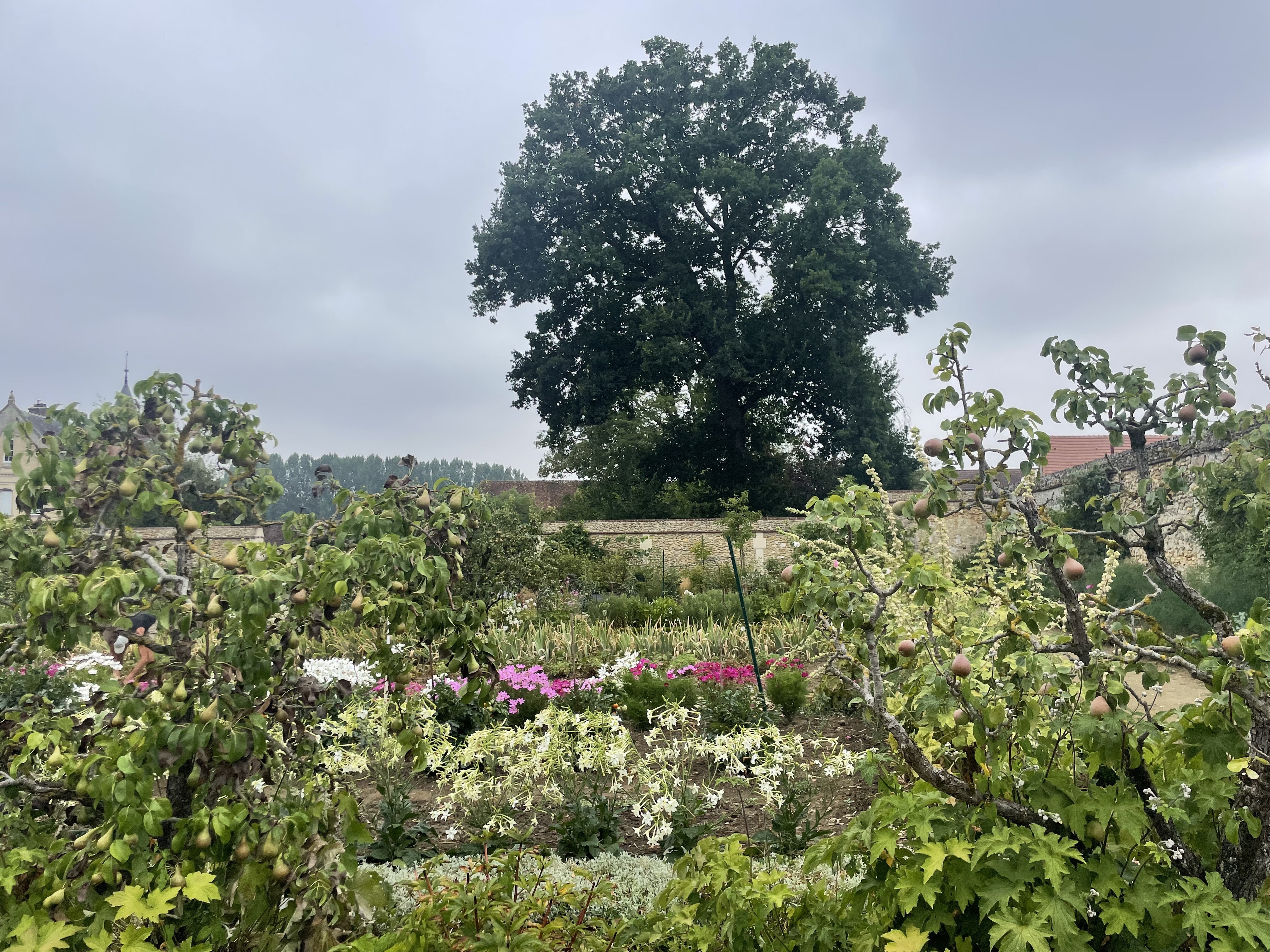 Promenade découverte des collections de fleurs, fruitiers, légumes du Potager des Etournelles et de son parc. Visite de la grange du 17ème
