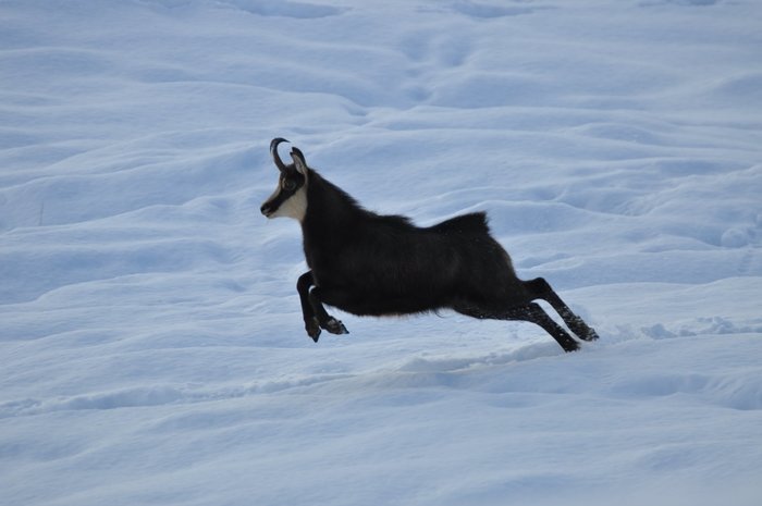 Expérience du rut du chamois