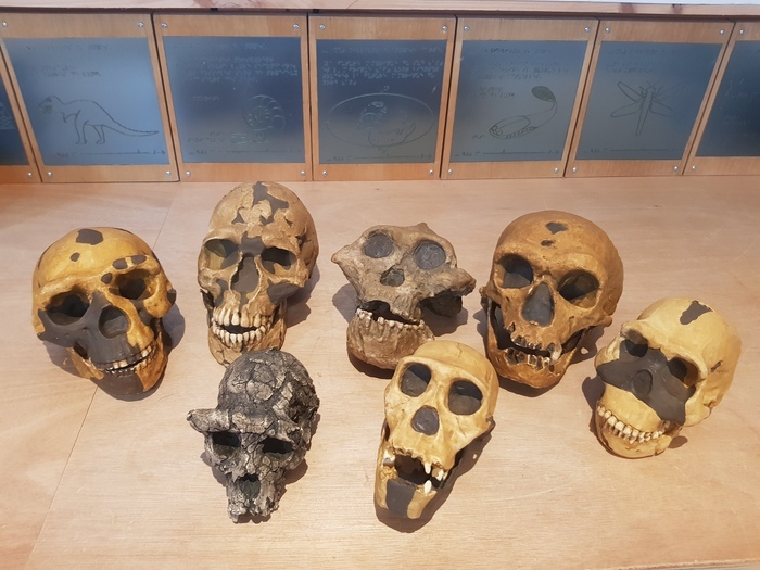 Les origines de l'espèce humaine