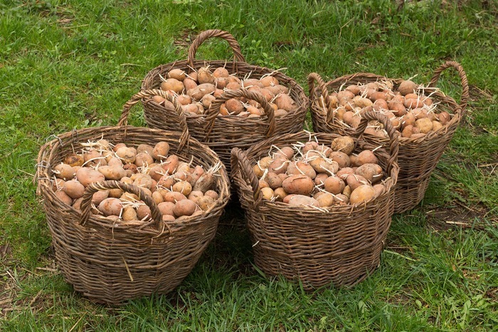 L'heure des patates a sonné !