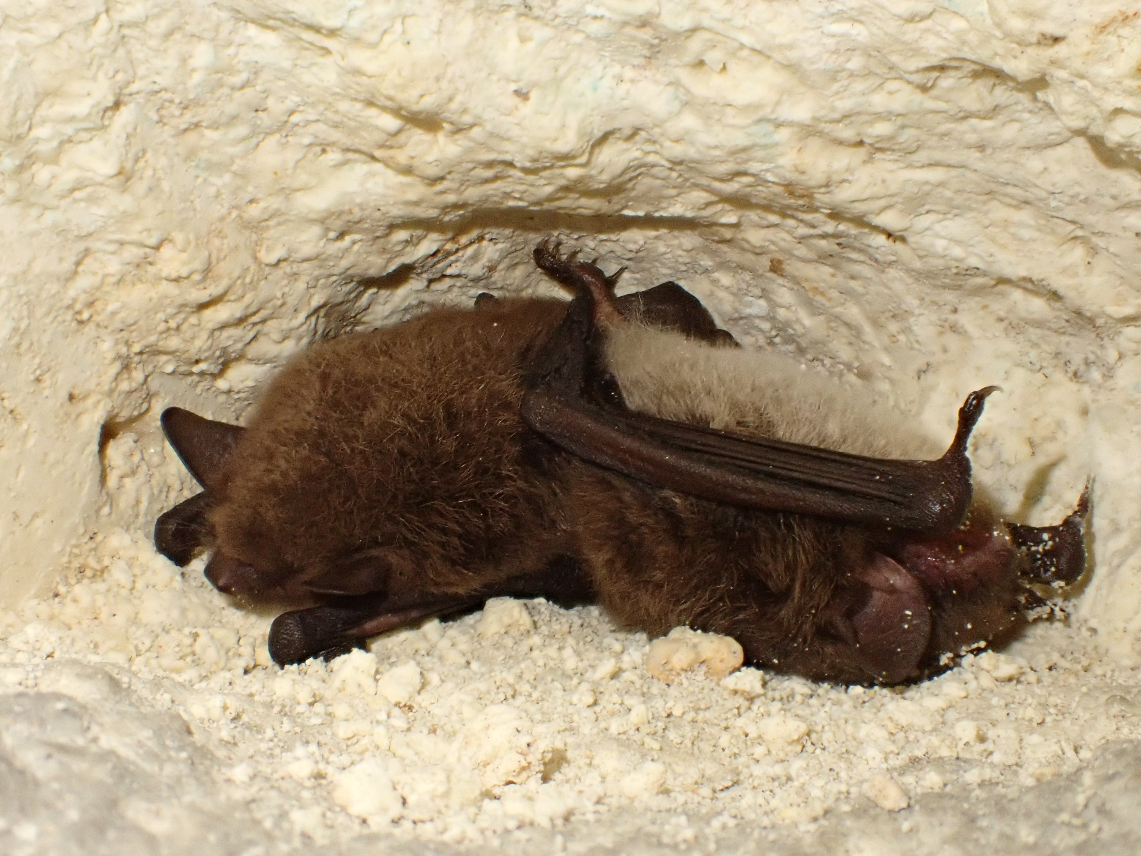 Nuit de la Chauve-Souris dans la vallée du Thaurion