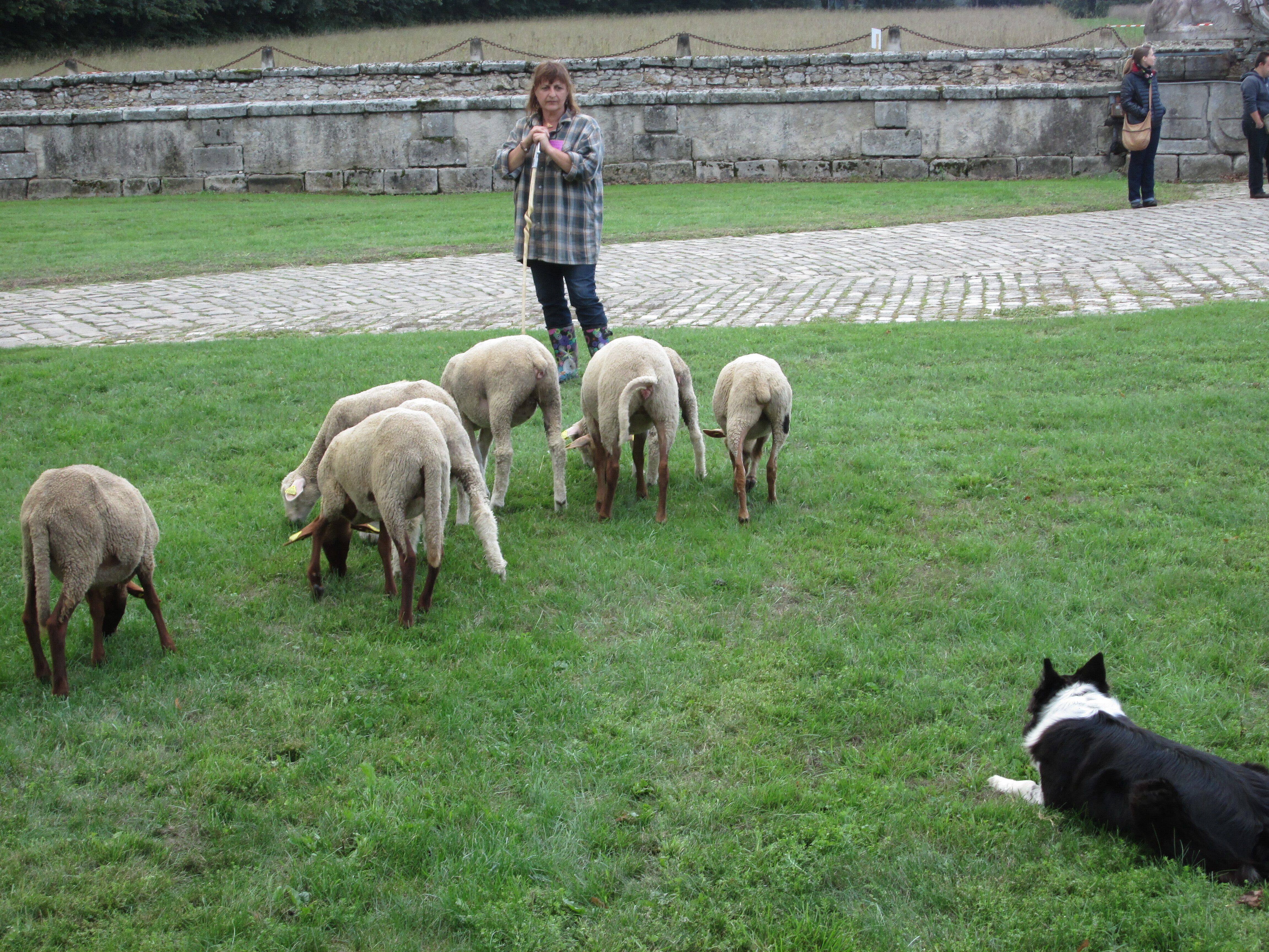 Démonstration de chiens de berger