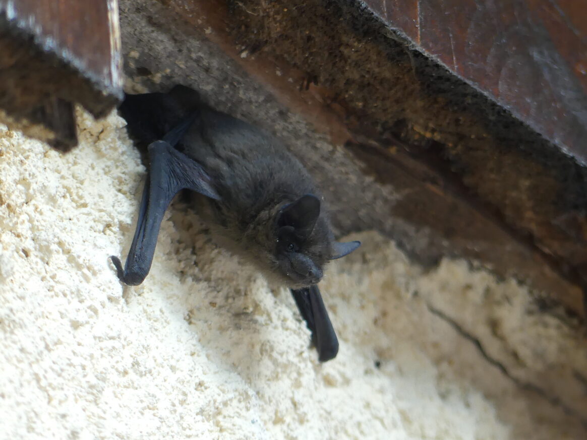 Des chauves-souris et des Refuges LPO