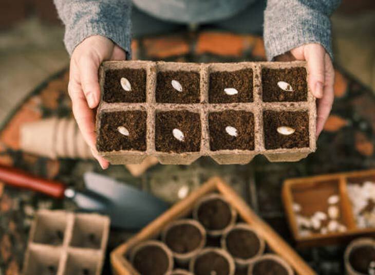 Semis d'automne, compost et petites bêtes
