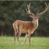 Exposition champignons et Bois de cerfs