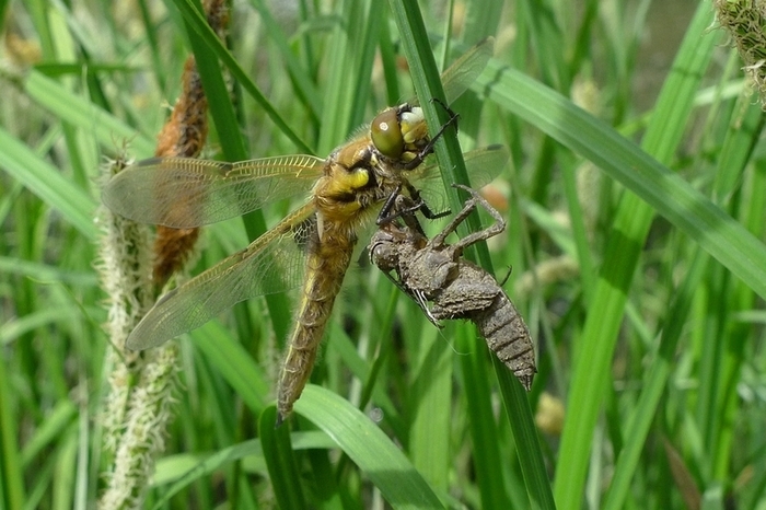 Balade Loire : Le secret des libellules