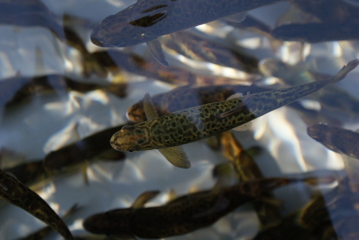 Visitez les coulisses d'une pisciculture