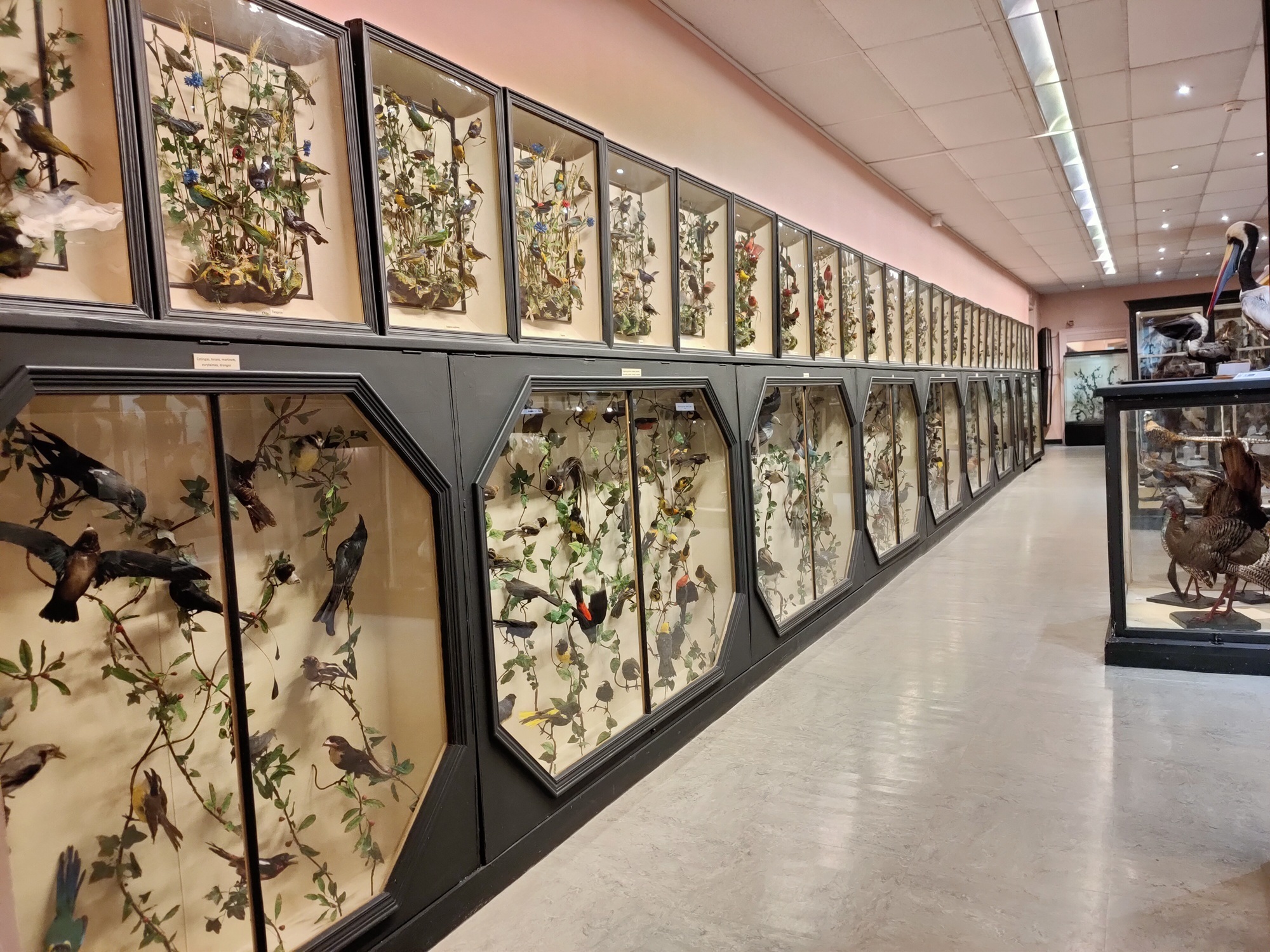 Visite des collections permanentes