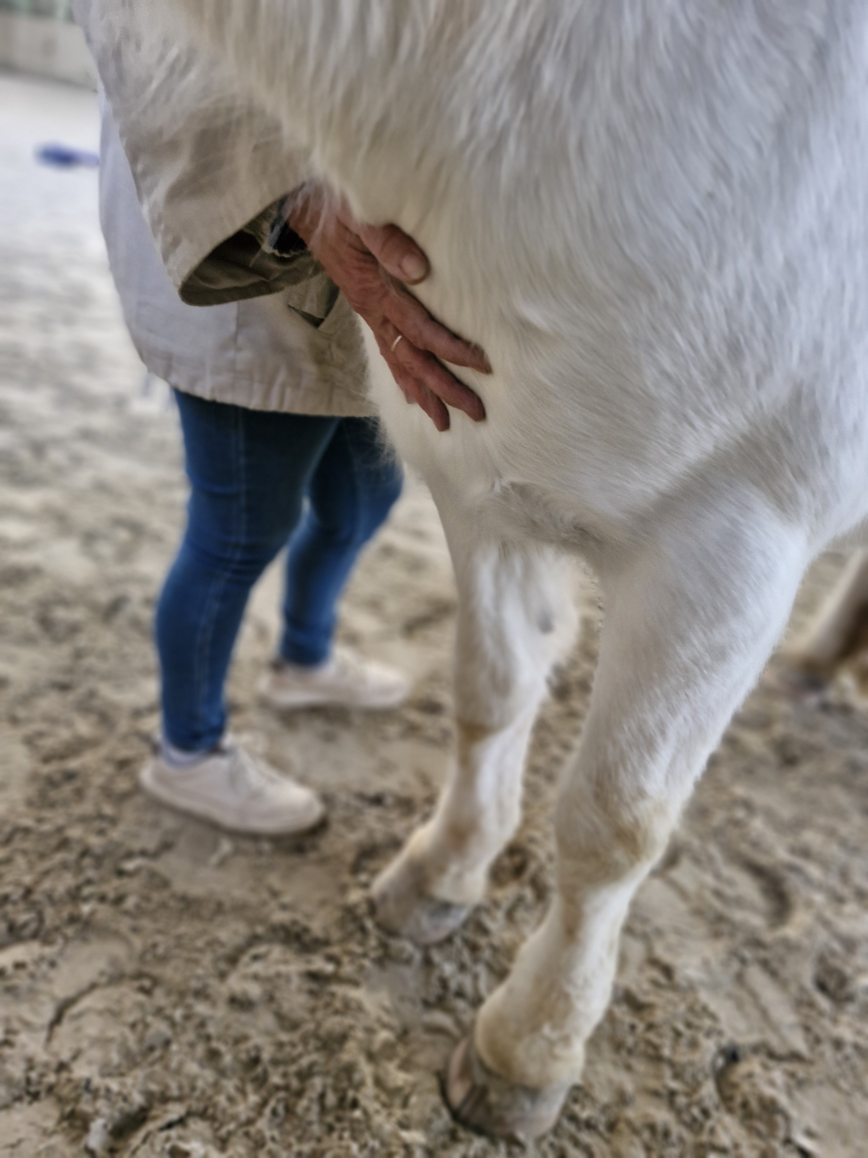Portes ouvertes chez Cheval Mieux-Etre