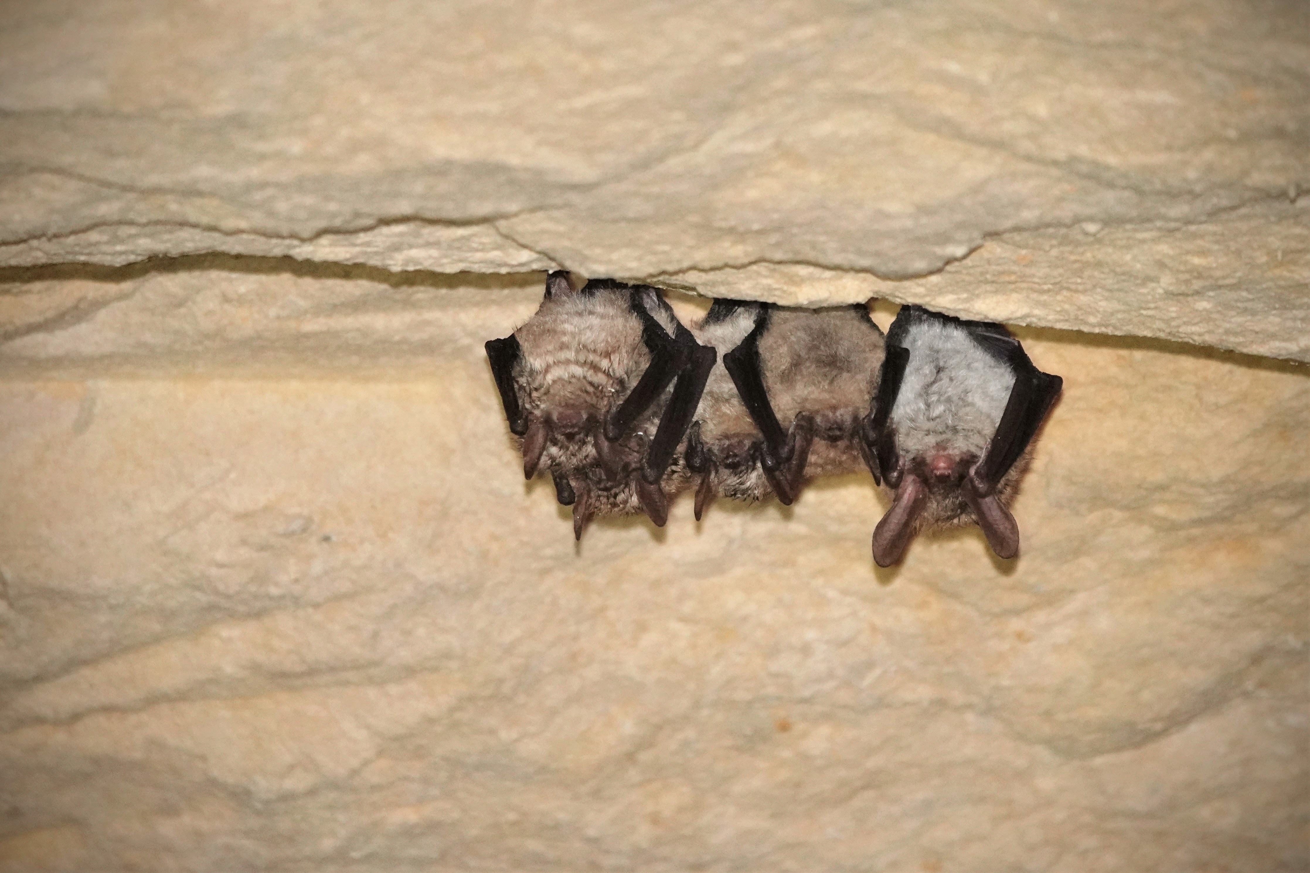 A la découverte des chauves-souris