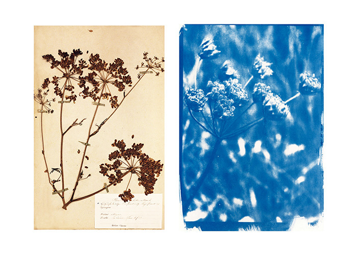 Exposition "Explorations d'un territoire" par Carole Renard