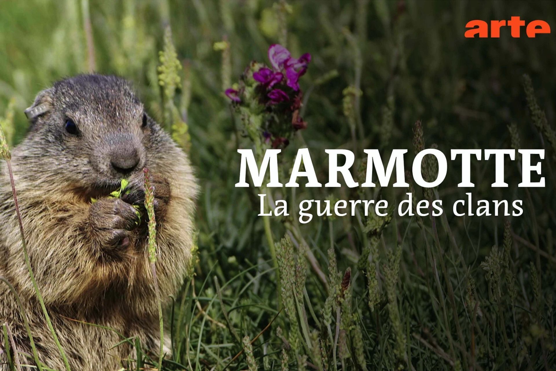 Université du Potager du Dauphin | Jeudis du CNRS - Marmotte : la guerre des clans