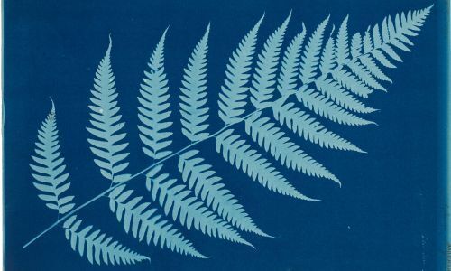 Projections monumentales de cyanotypes botaniques sur la façade de la Cité administrative