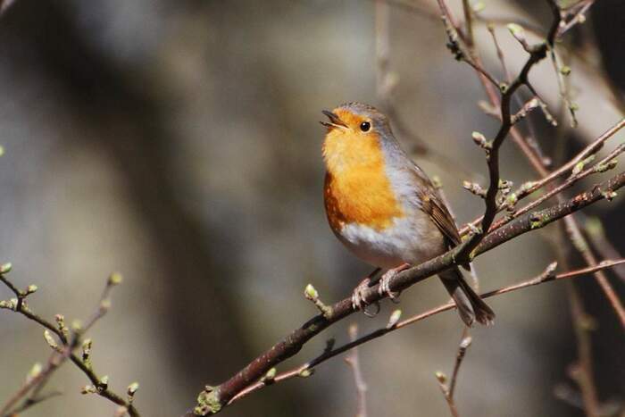 Les oiseaux de nos jardins Le 25 janv 2025