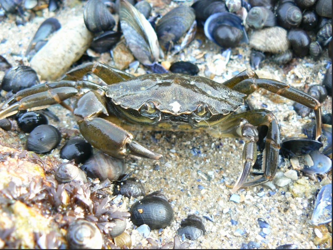 Découvrez la vie à marée basse