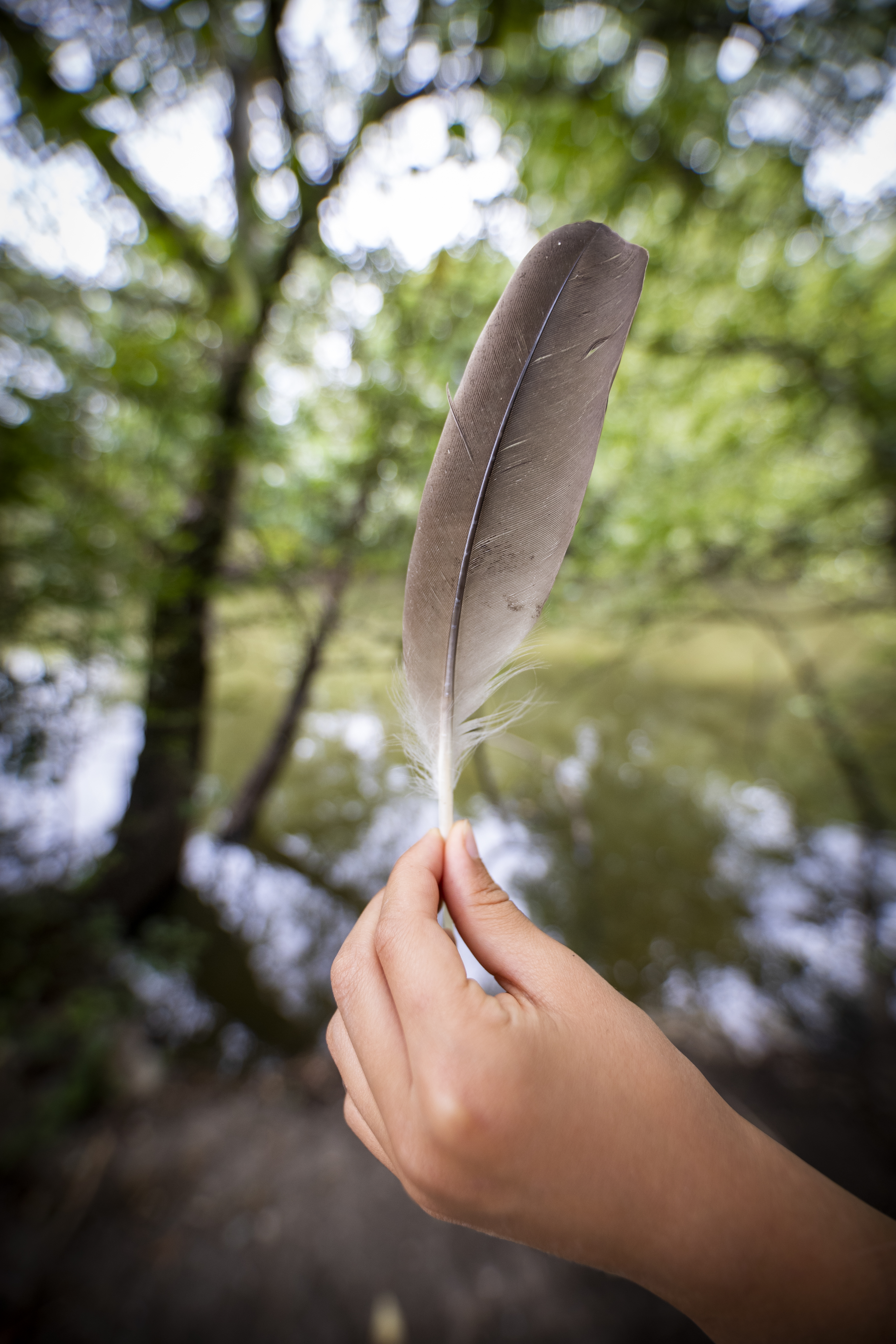 Mais à qui appartient cette belle plume ?