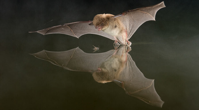 Soirée Chauve-souris